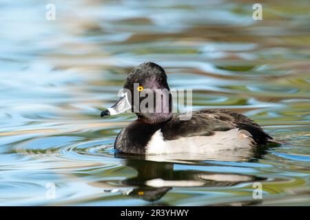 Ringhalsente, die in einem Teich schwimmt Stockfoto