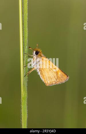 Thymelicus sylvestris, bekannt als der kleine Kapitän-Schmetterling Stockfoto