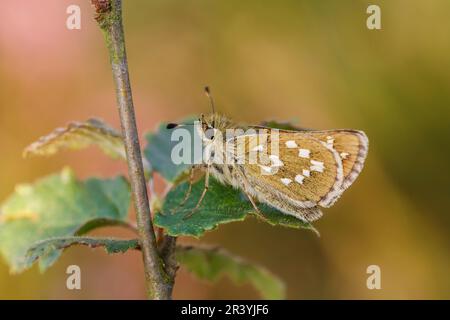 Hesperia Comma, bekannt als Silver-Fleck-Skipper, Common-Branding-Skipper, Holarktischer Grasskipper Stockfoto