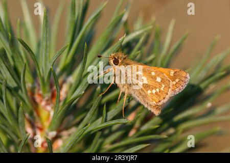 Hesperia Comma, bekannt als Silver-Fleck-Skipper, Common-Branding-Skipper, Holarktischer Grasskipper Stockfoto