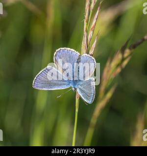 Polyommatus ikarus (männlicher Schmetterling), auch bekannt als Blauer Schmetterling, Blauer Schmetterling Stockfoto