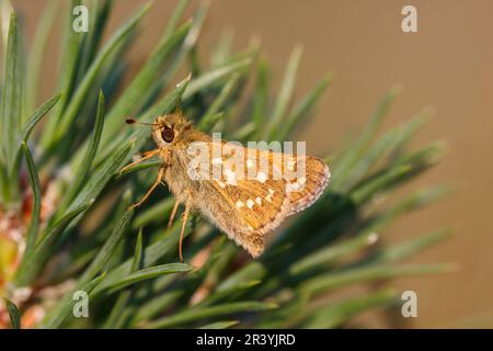 Hesperia Comma, bekannt als Silver-Fleck-Skipper, Common-Branding-Skipper, Holarktischer Grasskipper Stockfoto