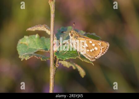 Hesperia Comma, bekannt als Silver-Fleck-Skipper, Common-Branding-Skipper, Holarktischer Grasskipper Stockfoto