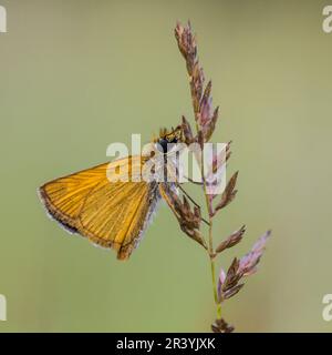 Thymelicus sylvestris, bekannt als der kleine Kapitän-Schmetterling Stockfoto