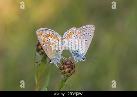 Polyommatus ikarus, auch bekannt als Blauer Schmetterling, Blauer Schmetterling, Kopula (links weiblich, rechts männlich) Stockfoto