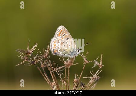 Polyommatus ikarus (weiblicher Schmetterling), auch bekannt als Blauer Schmetterling, Blauer Schmetterling Stockfoto