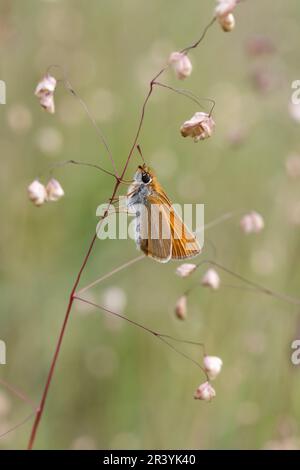 Thymelicus sylvestris, bekannt als der kleine Kapitän-Schmetterling Stockfoto