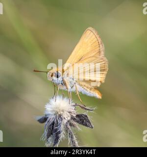 Thymelicus sylvestris, bekannt als der kleine Kapitän-Schmetterling Stockfoto