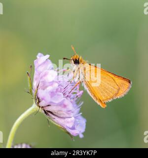 Thymelicus sylvestris, bekannt als der kleine Kapitän-Schmetterling Stockfoto