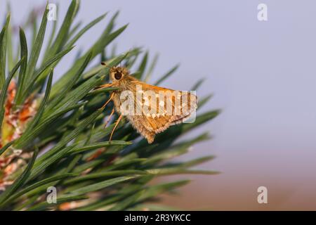 Hesperia Comma, bekannt als Silver-Fleck-Skipper, Common-Branding-Skipper, Holarktischer Grasskipper Stockfoto