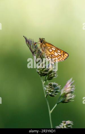 Carterocephalus palaemon, bekannt als Chequered Skipper Butterfly Stockfoto