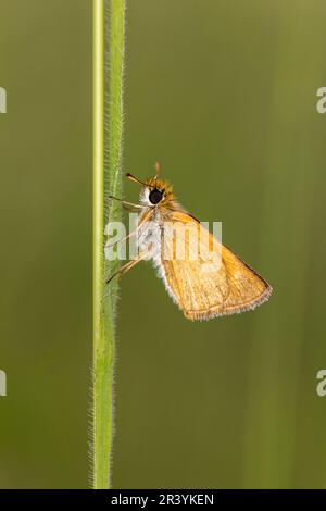 Thymelicus sylvestris, bekannt als der kleine Kapitän-Schmetterling Stockfoto