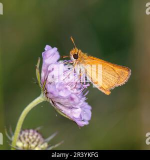 Thymelicus sylvestris, bekannt als der kleine Kapitän-Schmetterling Stockfoto