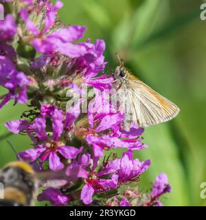 Thymelicus sylvestris, bekannt als der kleine Kapitän-Schmetterling Stockfoto