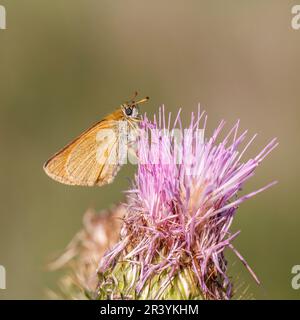 Thymelicus sylvestris, bekannt als der kleine Kapitän-Schmetterling Stockfoto