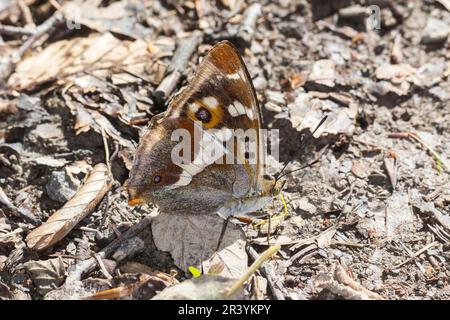 Apatura Iris, bekannt als Purple Imperator Stockfoto