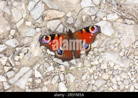 Inachis io, syn. Nymphalis io, bekannt als Peacock Butterfly, europäischer Pfau Stockfoto