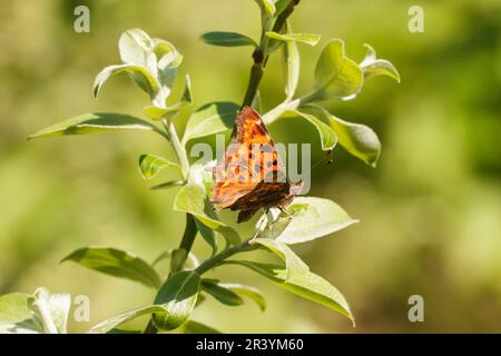 Polygonia c-Album, syn. Nymphalis c-Album, bekannt als Komma-Schmetterling Stockfoto
