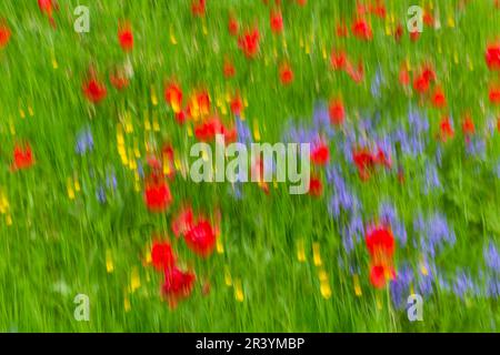 Tulpen Tulpen Blume Impressionen Blumen in Großbritannien im Mai Frühling Sommer - Impressionismus ICM intentionale Kamerabewegung Stockfoto