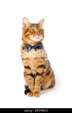 Die niedliche, elegante rote Katze sitzt in einer Fliege auf weißem Hintergrund. Stockfoto