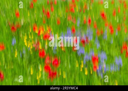 Tulpen Tulpen Blume Impressionen Blumen in Großbritannien im Mai Frühling Sommer - Impressionismus ICM intentionale Kamerabewegung Stockfoto