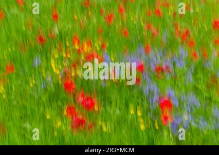 Tulpen Tulpen Blume Impressionen Blumen in Großbritannien im Mai Frühling Sommer - Impressionismus ICM absichtliche Kamerabewegung Mehrfachbelichtung Stockfoto