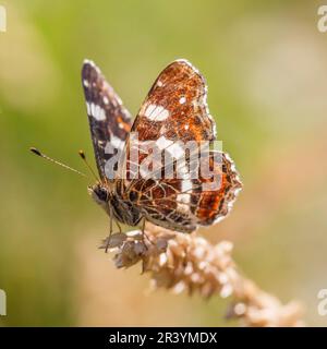 Araschnia levana (f. prorsa), der Schmetterling, Sommerform Stockfoto