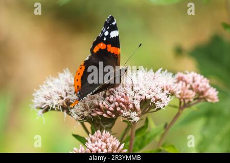 Vanessa atalanta, gebräuchliche Namen sind Roter Admiral, Roter Admiral bewundernswert Stockfoto