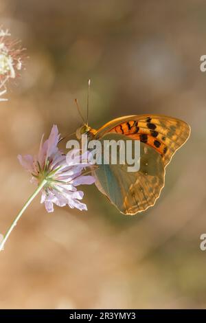 Argynnis pandora, auch bekannt als Kardinal, Kardinal Fritillary, Mediterranean Fritillary (männlicher Schmetterling) Stockfoto