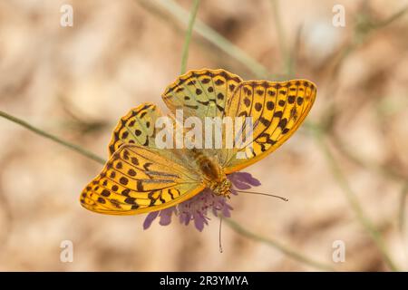 Argynnis pandora, auch bekannt als Kardinal, Kardinal Fritillary, Mediterranean Fritillary (männlicher Schmetterling) Stockfoto