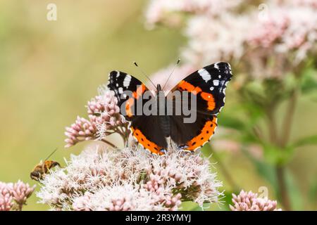 Vanessa atalanta, gebräuchliche Namen sind Roter Admiral, Roter Admiral bewundernswert Stockfoto