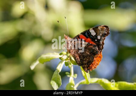 Vanessa atalanta, gebräuchliche Namen sind Roter Admiral, Roter Admiral bewundernswert Stockfoto