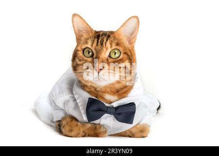 Die Katze in einem Hemd und einer Fliege auf weißem Hintergrund ist isoliert. Stockfoto
