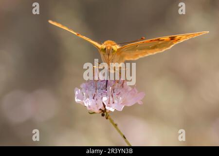 Argynnis pandora, auch bekannt als Kardinal, Kardinal Fritillary, Mediterranean Fritillary (männlicher Schmetterling) Stockfoto