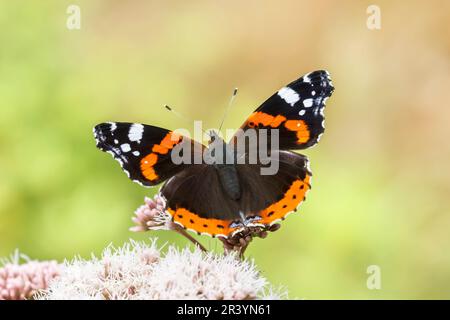 Vanessa atalanta, gebräuchliche Namen sind Roter Admiral, Roter Admiral bewundernswert Stockfoto