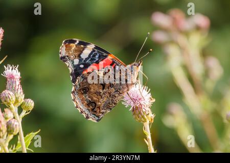 Vanessa atalanta, gebräuchliche Namen sind Roter Admiral, Roter Admiral bewundernswert Stockfoto