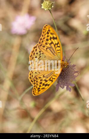 Argynnis pandora, auch bekannt als Kardinal, Kardinal Fritillary, Mediterranean Fritillary (männlicher Schmetterling) Stockfoto