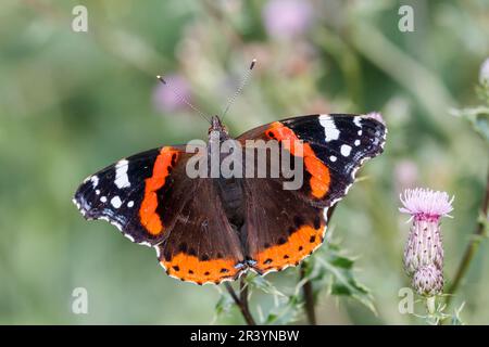 Vanessa atalanta, gebräuchliche Namen sind Roter Admiral, Roter Admiral bewundernswert Stockfoto