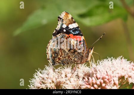 Vanessa atalanta, gebräuchliche Namen sind Roter Admiral, Roter Admiral bewundernswert Stockfoto