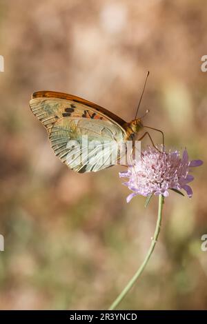 Argynnis pandora, auch bekannt als Kardinal, Kardinal Fritillary, Mediterranean Fritillary (männlicher Schmetterling) Stockfoto