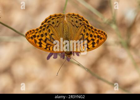 Argynnis pandora, auch bekannt als Kardinal, Kardinal Fritillary, Mediterranean Fritillary (männlicher Schmetterling) Stockfoto