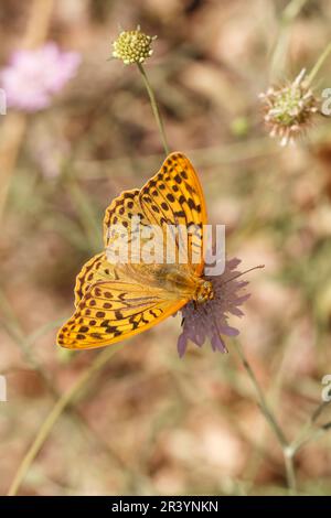 Argynnis pandora, auch bekannt als Kardinal, Kardinal Fritillary, Mediterranean Fritillary (männlicher Schmetterling) Stockfoto