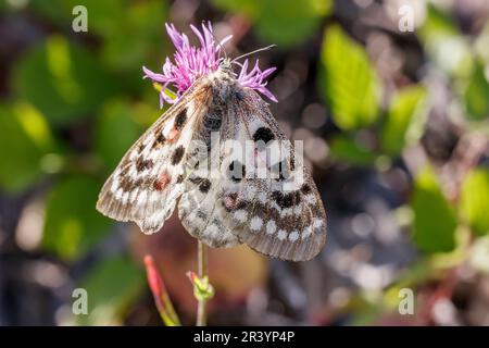 Parnassius apollo viningensis, bekannt als Apollo, auch Mountain apollo, ein ziemlich seltener Schmetterling Stockfoto