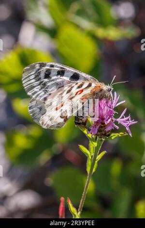 Parnassius apollo viningensis, bekannt als Apollo, auch Mountain apollo, ein ziemlich seltener Schmetterling Stockfoto