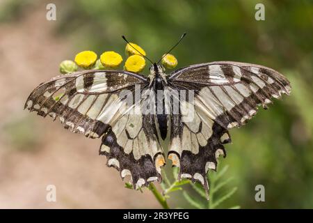 Papilio machaon, bekannt als Schwalbenschwanz der Alten Welt, Gelbschwanz, Europäischer Schwalbenschwanz Stockfoto