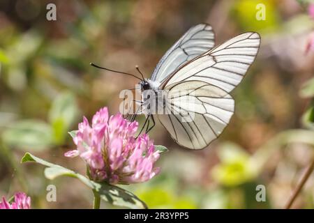 Aporia crataegi, auch bekannt als schwarzer weißer Schmetterling Stockfoto