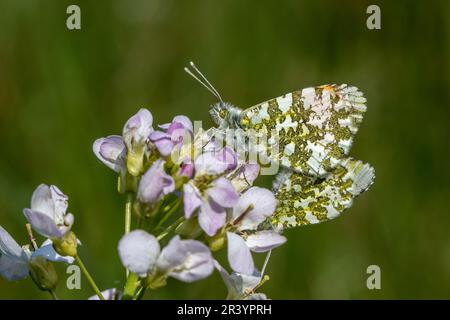 Anthocharis-Cardamine, bekannt als orangefarbener Schmetterling, orangefarbene Spitze (linker männlicher, rechter weiblicher Schmetterling) Stockfoto