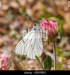 Aporia crataegi, auch bekannt als schwarzer weißer Schmetterling Stockfoto