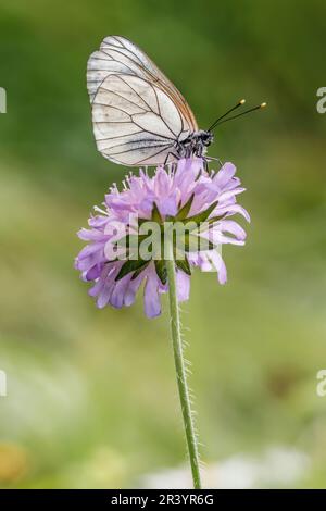 Aporia crataegi, auch bekannt als schwarzer weißer, schwarzer Schmetterling Stockfoto