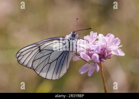 Aporia crataegi, auch bekannt als schwarzer weißer Schmetterling Stockfoto